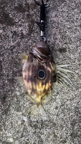 マトウダイの釣果