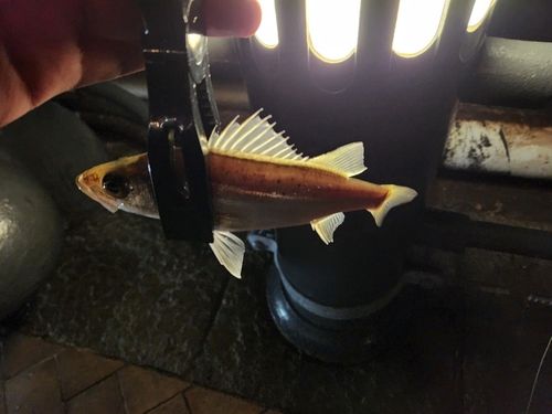 セイゴ（マルスズキ）の釣果