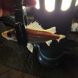 セイゴ（マルスズキ）