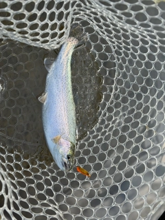 ニジマスの釣果