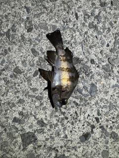 シロメバルの釣果