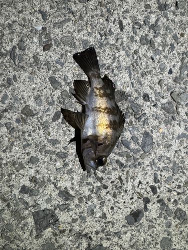 シロメバルの釣果