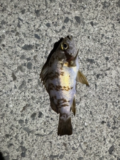 シロメバルの釣果