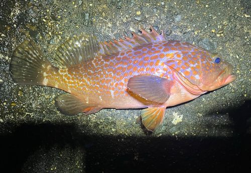 キジハタの釣果