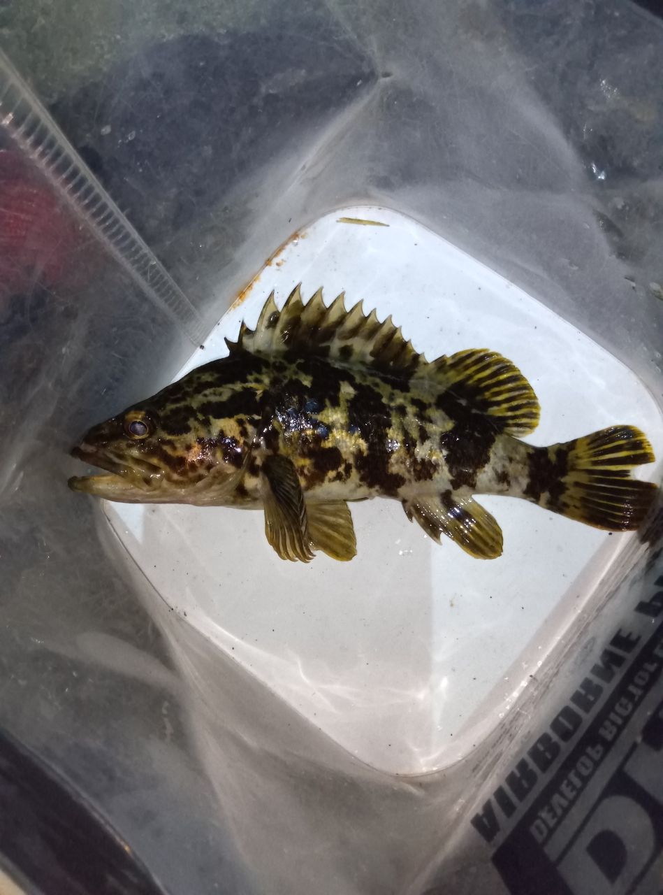 タケノコメバル