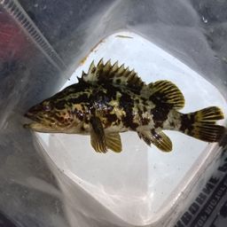 タケノコメバル