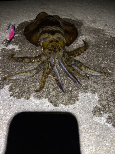 アオリイカの釣果