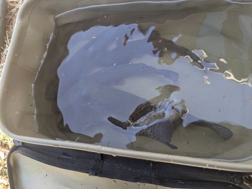 ニジマスの釣果