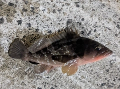 キジハタの釣果