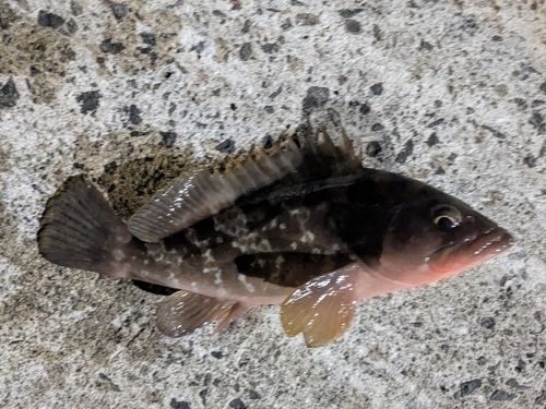 黒島（新居浜）