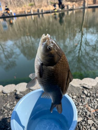 ヘラブナの釣果