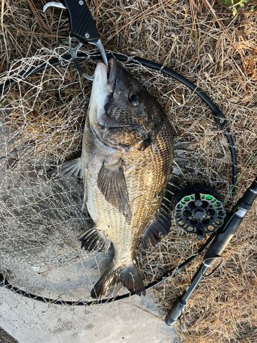 チヌの釣果