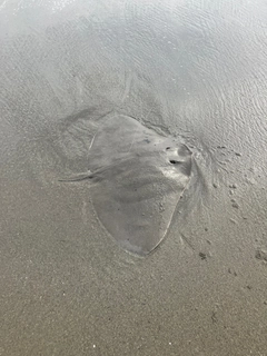 ツバクロエイの釣果