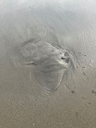 ツバクロエイの釣果