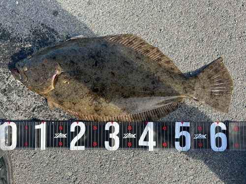 ヒラメの釣果