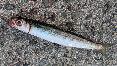 マイワシの釣果