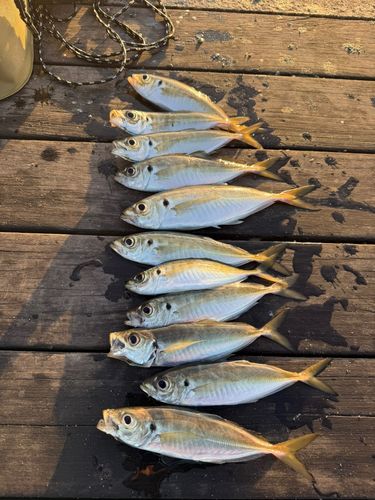 アジの釣果