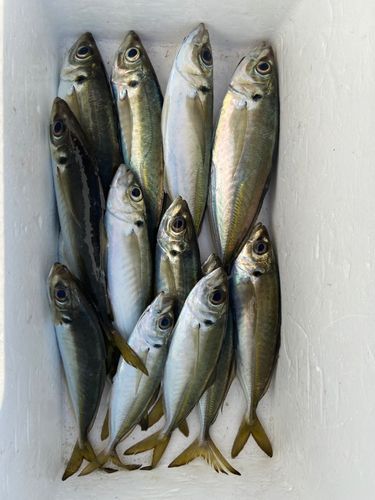 マアジの釣果