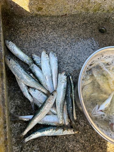 イワシの釣果