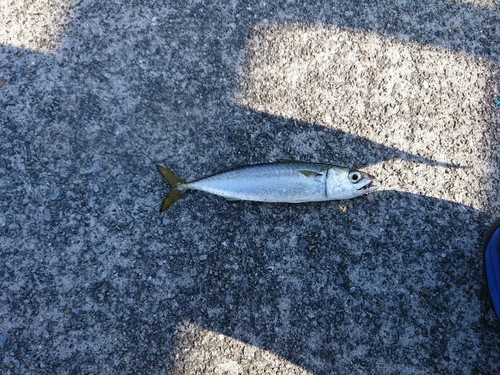 マサバの釣果