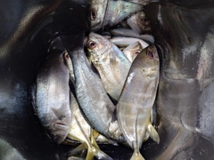 セイゴ（ヒラスズキ）の釣果