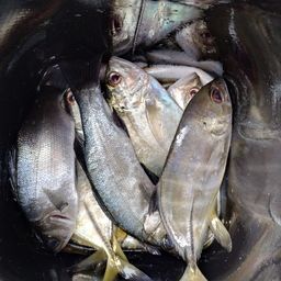 セイゴ（ヒラスズキ）