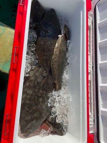 ヒラメの釣果
