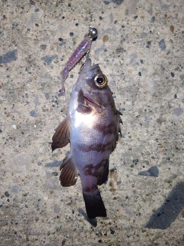 メバルの釣果