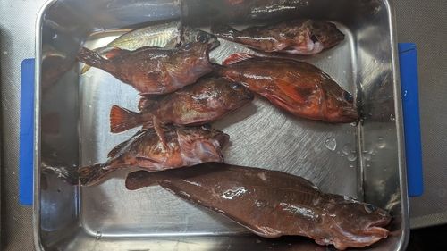 アイナメの釣果