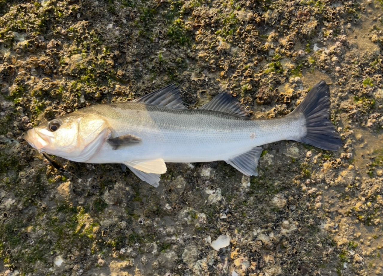 SHIMANO 19ソルティーアドバンス SEABASS S96Mの最安値・インプレ