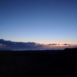 カタクチイワシ