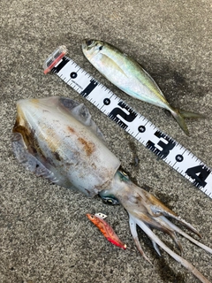 アオリイカの釣果