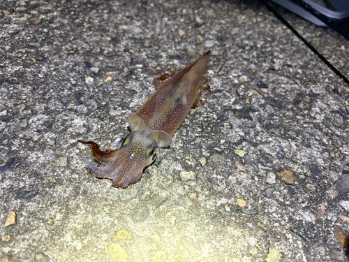 ヤリイカの釣果