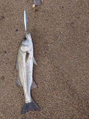 フッコ（マルスズキ）の釣果