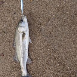 フッコ（マルスズキ）