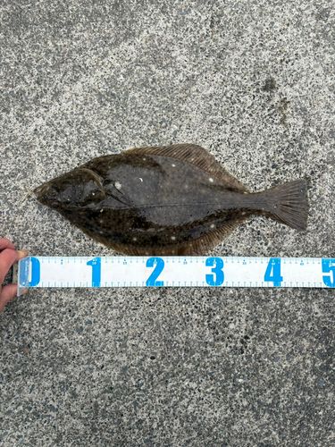 イシガレイの釣果