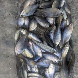 タイリクバラタナゴ