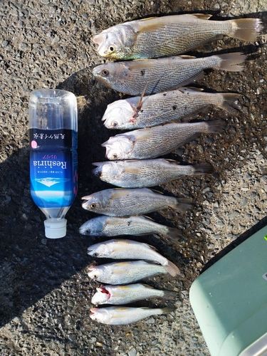 イシモチの釣果