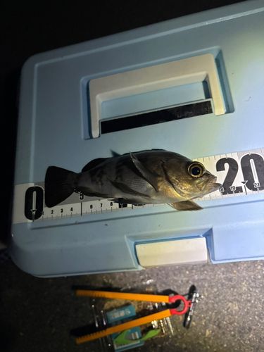 阿賀マリノポリス