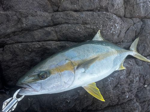 ヒラマサの釣果