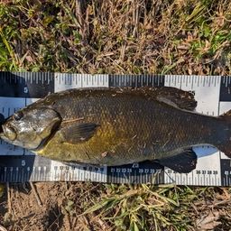 スモールマウスバス