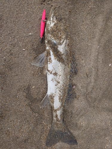 フッコ（マルスズキ）の釣果