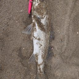 フッコ（マルスズキ）