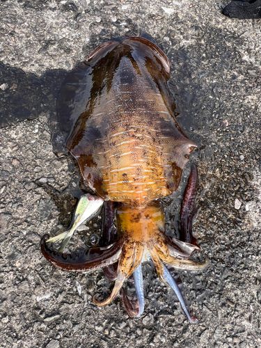 アオリイカの釣果