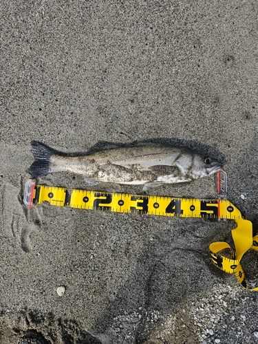 マルスズキの釣果