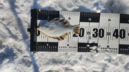 カワガレイの釣果