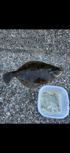 カレイの釣果