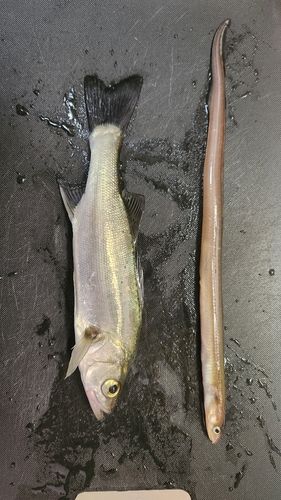 セイゴ（マルスズキ）の釣果