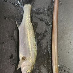 セイゴ（マルスズキ）