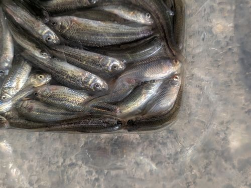 タモロコの釣果